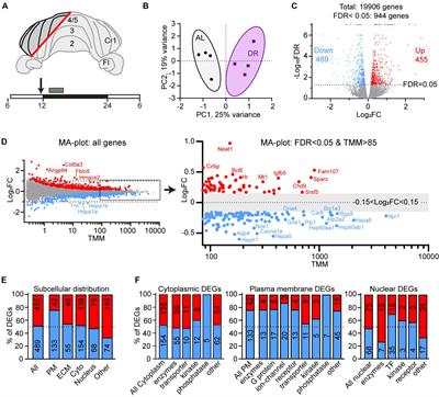 Gene expression changes in cerebellum induced by dietary restriction